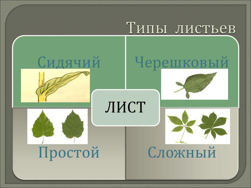 Типы листьев