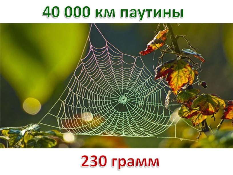 40 000 км паутины 230 грамм