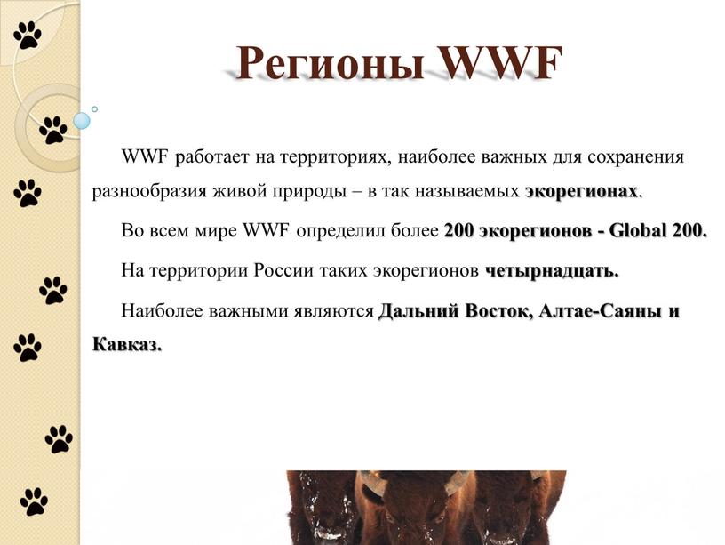 Регионы WWF WWF работает на территориях, наиболее важных для сохранения разнообразия живой природы – в так называемых экорегионах