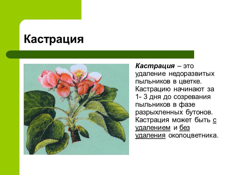 Кастрация Кастрация – это удаление недоразвитых пыльников в цветке