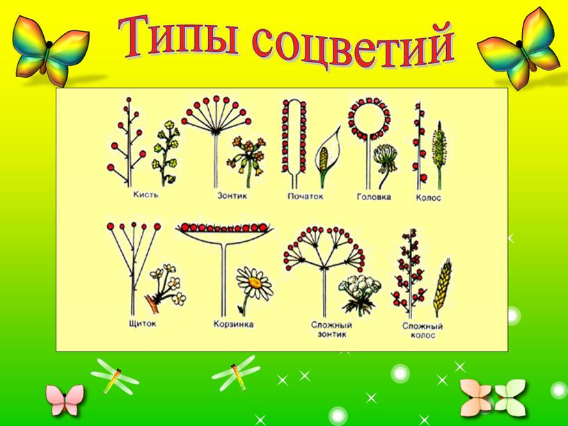 Типы соцветий