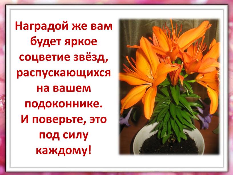 Наградой же вам будет яркое соцветие звёзд, распускающихся на вашем подоконнике