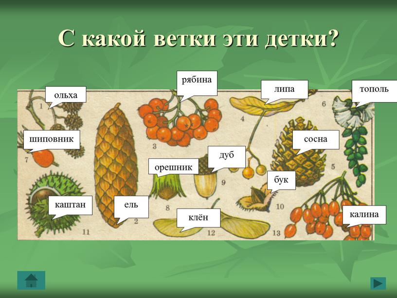 С какой ветки эти детки? ольха рябина липа сосна тополь шиповник дуб бук каштан клён калина орешник ель