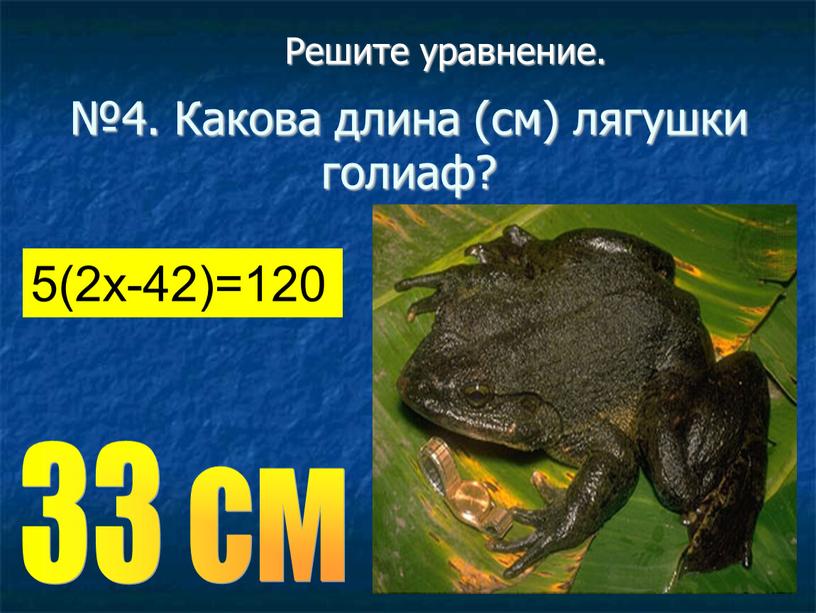 Решите уравнение. №4. Какова длина (см) лягушки голиаф? 33 см 5(2х-42)=120
