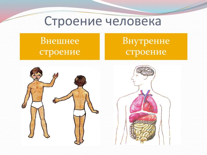 Строение человека