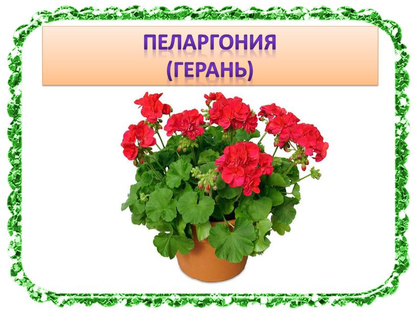 Пеларгония (герань)