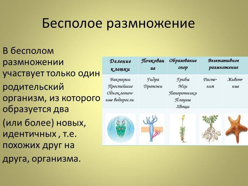 Бесполое размножение В бесполом размножении участвует только один родительский организм, из которого образуется два (или более) новых, идентичных , т