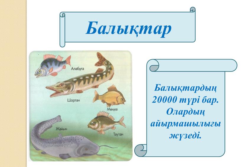 Балықтар Балықтардың 20000 түрі бар