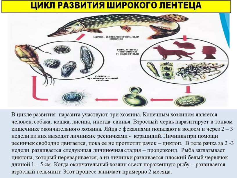 В цикле развития паразита участвуют три хозяина