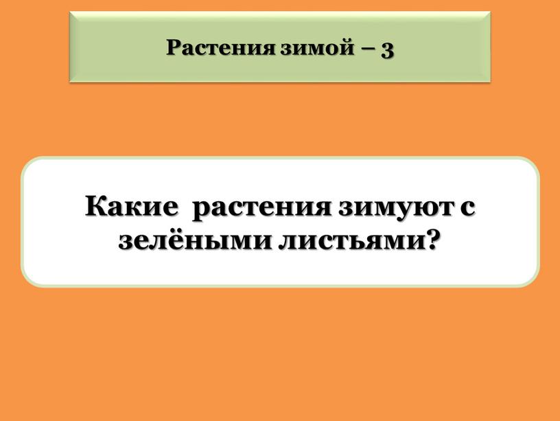 Какие растения зимуют с зелёными листьями?