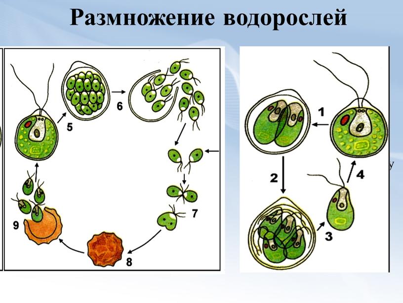 Размножение водорослей Бесполый способ -деления клетки надвое (начинается с ядра, а затем разделяются все части клетки: хроматофор, глазок, вакуоли, цитоплазма и пр)