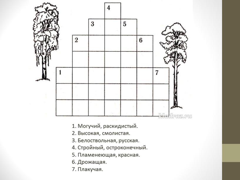 Могучий, раскидистый. 2. Высокая, смолистая