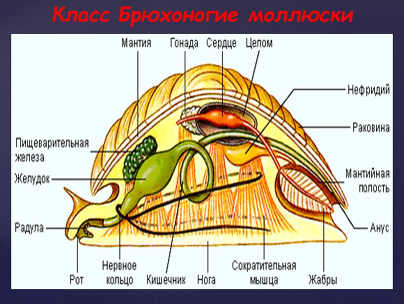 Класс Брюхоногие моллюски