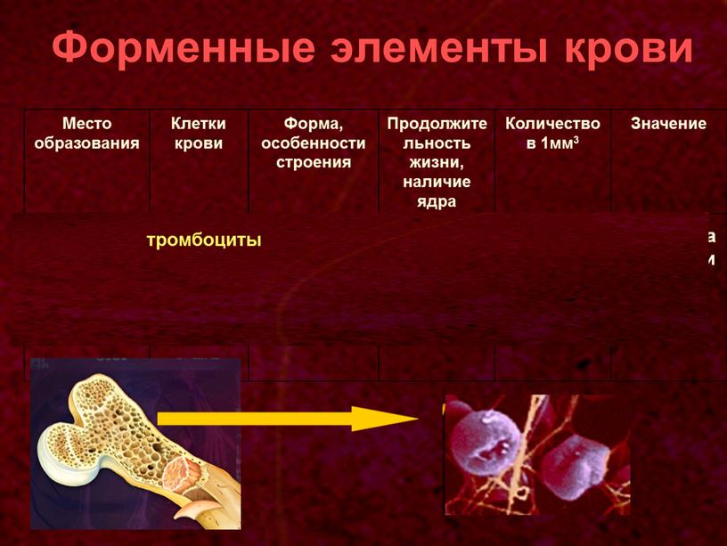 Форменные элементы крови Место образования