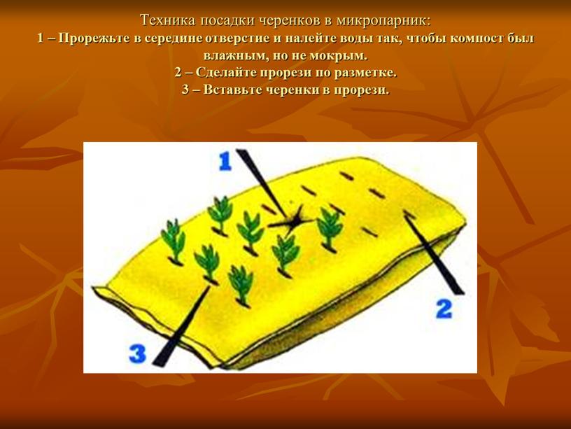 Техника посадки черенков в микропарник: 1 –