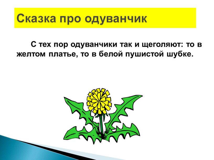 С тех пор одуванчики так и щеголяют: то в желтом платье, то в белой пушистой шубке