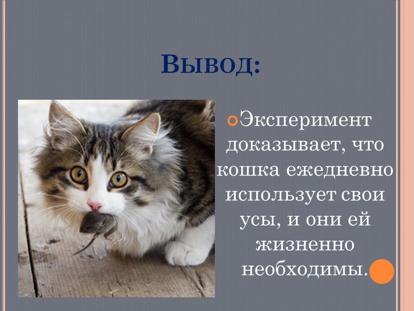 Вывод: Эксперимент доказывает, что кошка ежедневно использует свои усы, и они ей жизненно необходимы