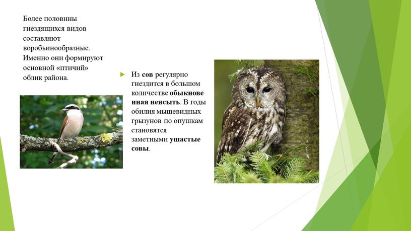 Из сов регулярно гнездится в большом количестве обыкновенная неясыть