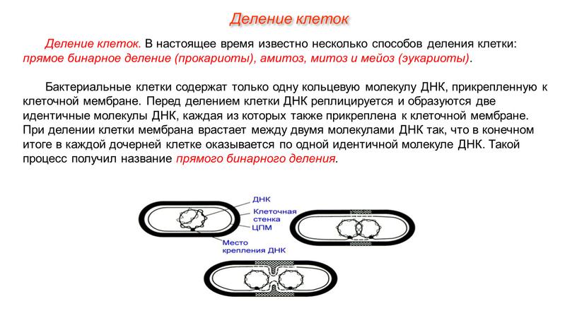 Деление клеток. В настоящее время известно несколько способов деления клетки: прямое бинарное деление (прокариоты), амитоз, митоз и мейоз (эукариоты)