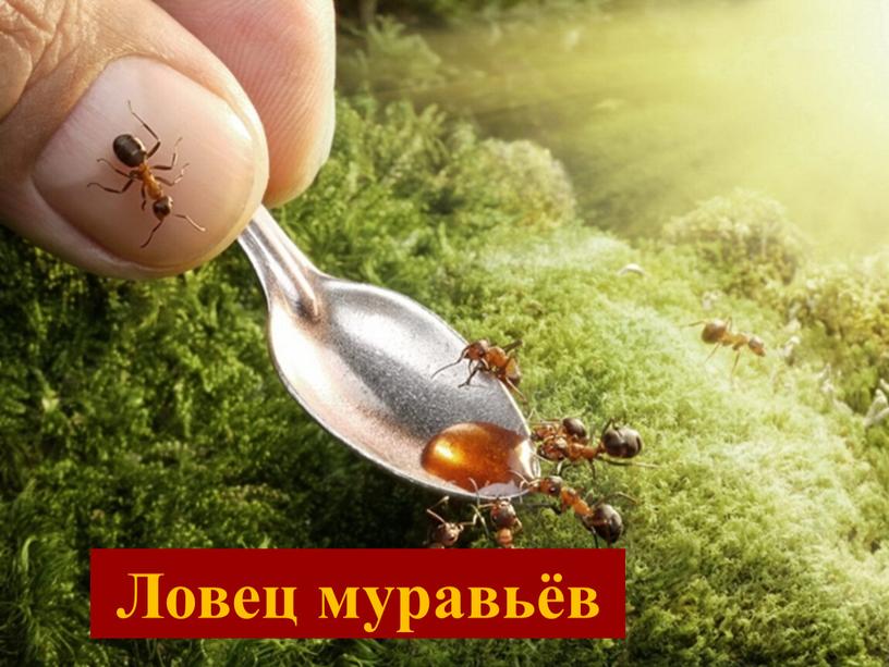 Ловец муравьёв