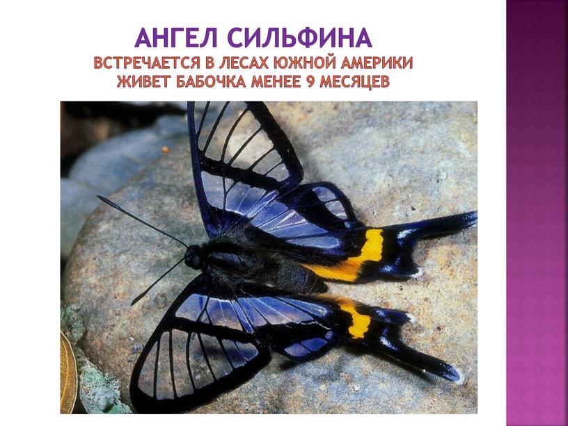 Ангел сильфина встречается в лесах южной америки живет бабочка менее 9 месяцев
