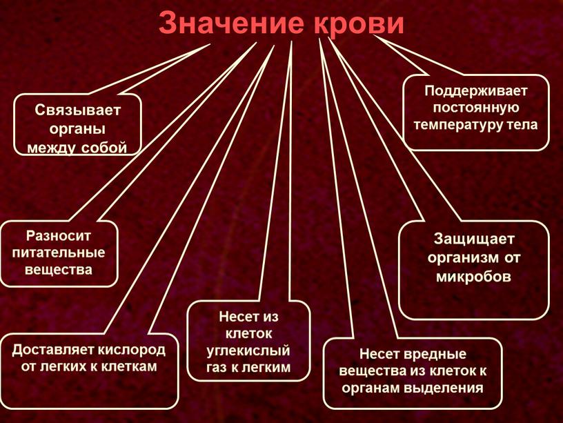 Значение крови Связывает органы между собой