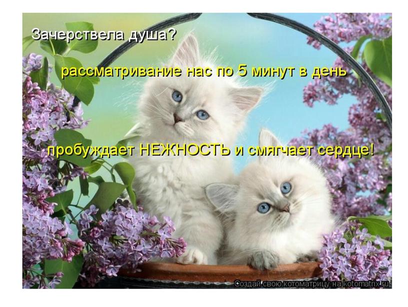 Цветы и кошки