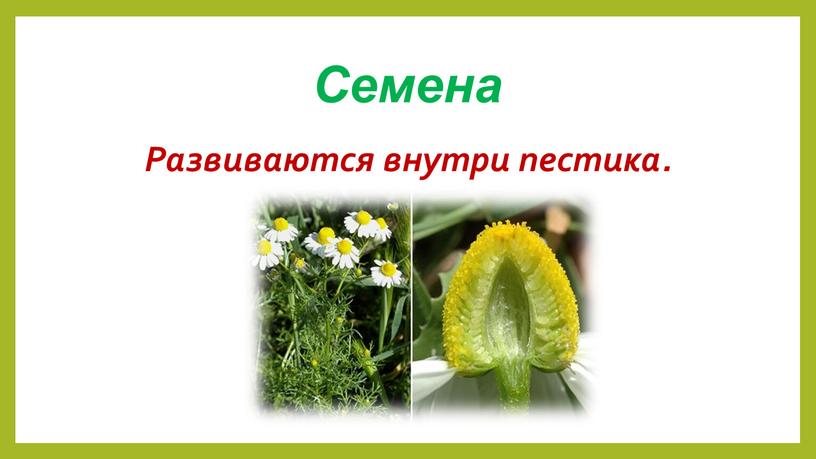 Семена Развиваются внутри пестика