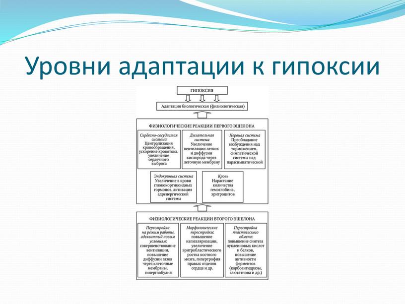 Уровни адаптации к гипоксии