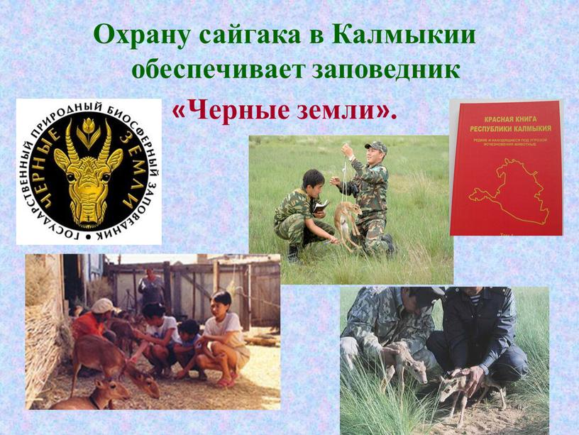 Охрану сайгака в Калмыкии обеспечивает заповедник «Черные земли»