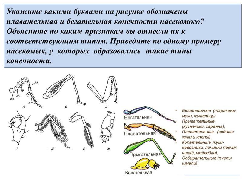 Укажите какими буквами на рисунке обозначены плавательная и бегательная конечности насекомого?