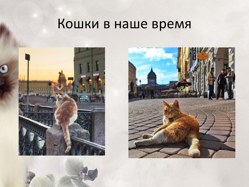 Кошки в наше время