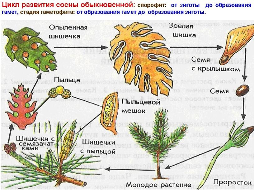 Подготовка к ЕГЭ по биологии.Жизненные циклы растений (теория и задания)