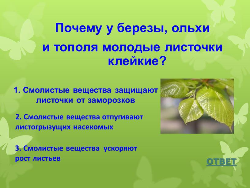 Почему у березы, ольхи и тополя молодые листочки клейкие?