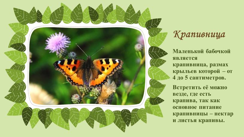Крапивница Маленькой бабочкой является крапивница, размах крыльев которой – от 4 до 5 сантиметров