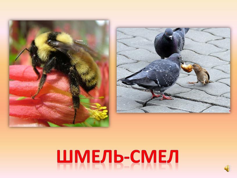 Шмель-смел