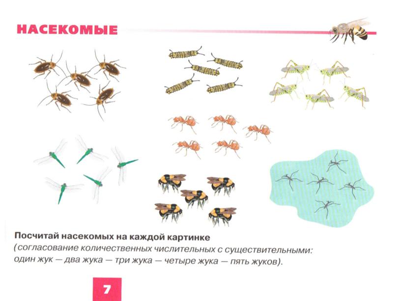 Обучающая презентация "Насекомые" для детей старшего дошкольного возраста