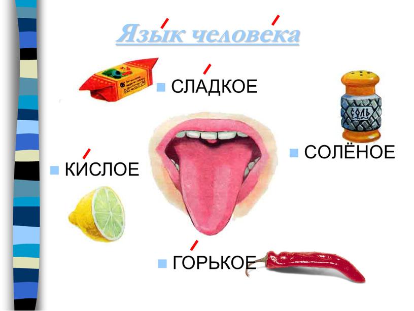 СОЛЁНОЕ Язык человека КИСЛОЕ ГОРЬКОЕ