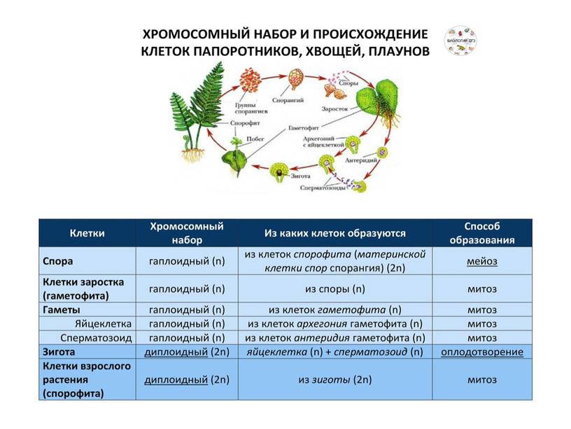 Подготовка к ЕГЭ по биологии.Жизненные циклы растений (теория и задания)