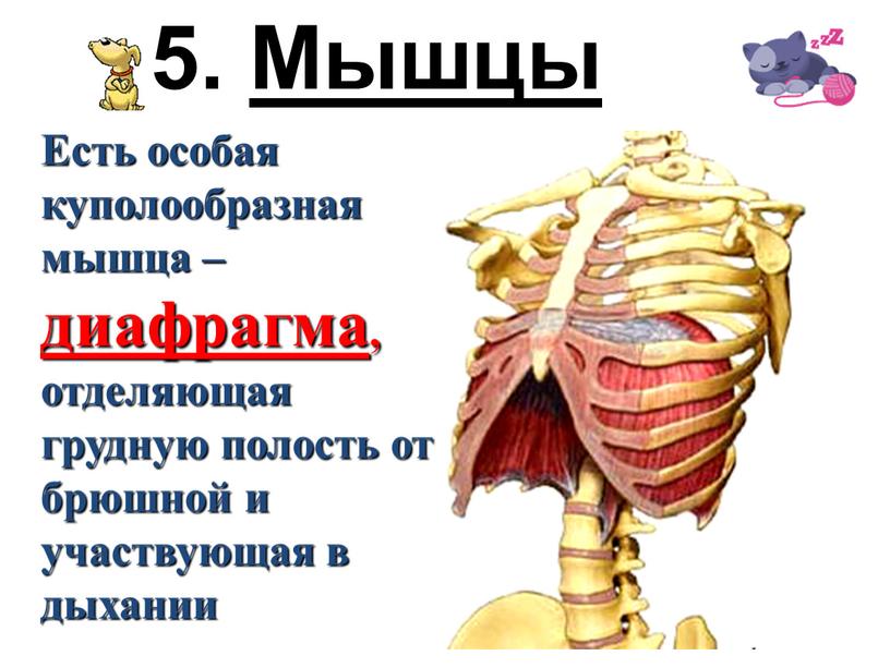 Мышцы Есть особая куполообразная мышца – диафрагма, отделяющая грудную полость от брюшной и участвующая в дыхании