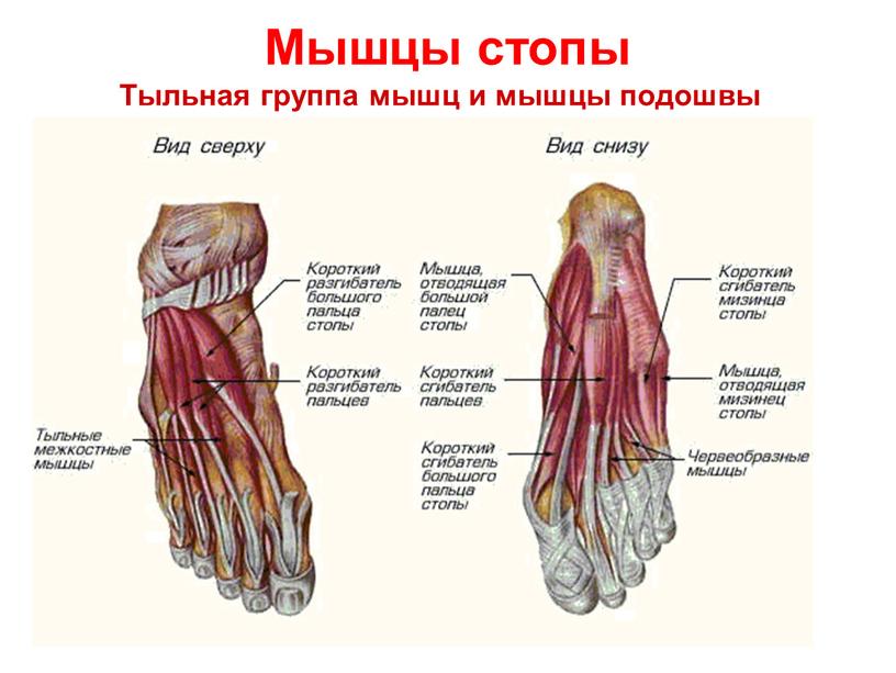 Мышцы стопы Тыльная группа мышц и мышцы подошвы