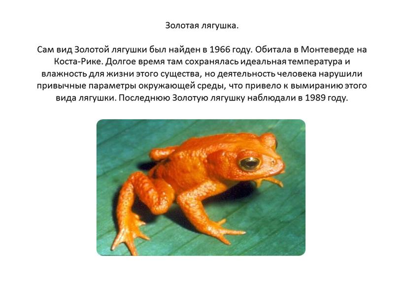 Золотая лягушка. Сам вид Золотой лягушки был найден в 1966 году