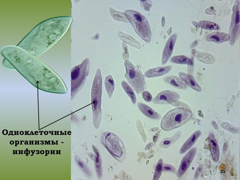 Одноклеточные организмы - инфузории 33