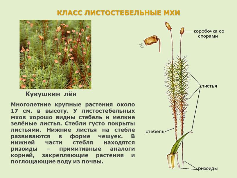 КЛАСС ЛИСТОСТЕБЕЛЬНЫЕ МХИ Многолетние крупные растения около 17 см