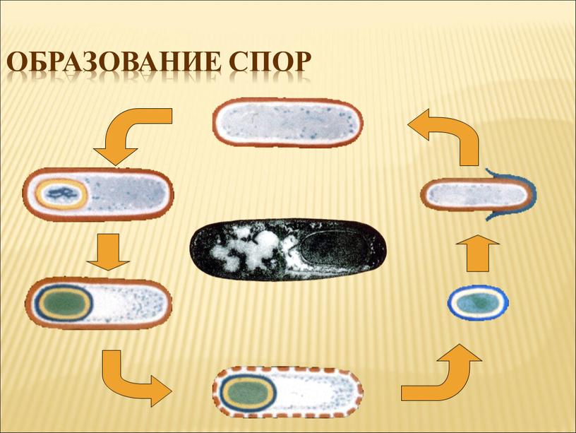 Образование спор