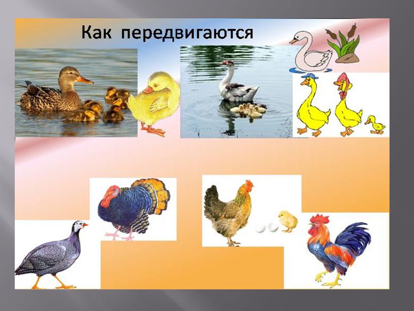 Презентация на тему: "Домашние птицы".