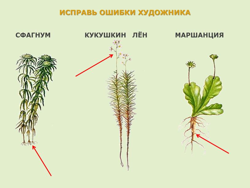 ИСПРАВЬ ОШИБКИ ХУДОЖНИКА СФАГНУМ