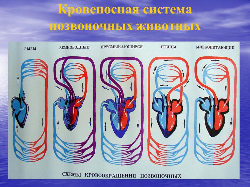 Кровеносная система позвоночных животных