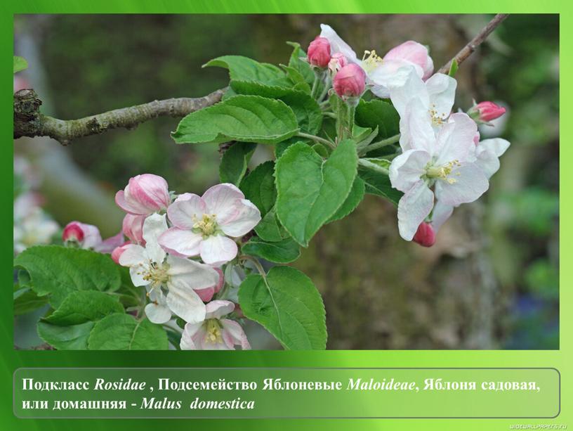 Подкласс Rosidae , Подсемейство