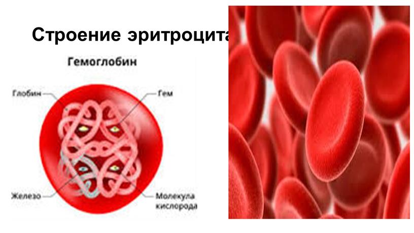 Строение эритроцита